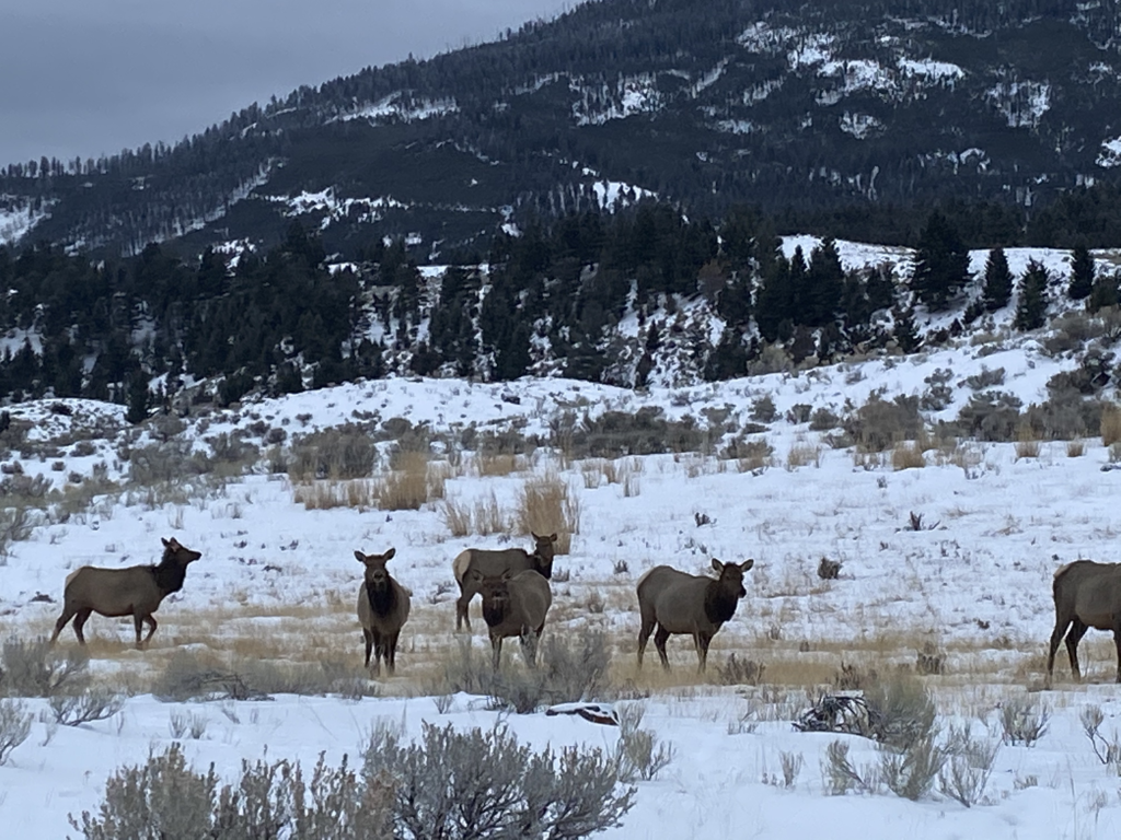 elk in yellowstone
