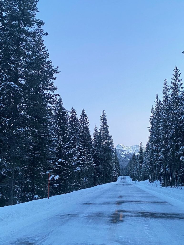 in the middle of the road going through Lamar Valley in Yellowstone national park