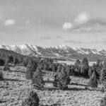 449 Minni Hall - Bridgers black and white