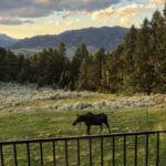 449 Minni Hall - Moose