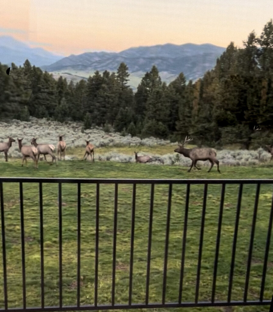 449 Minni Hall, patio view of elk herd