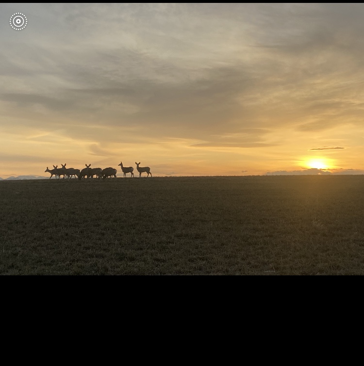 935 Bates Rd, deer sunset