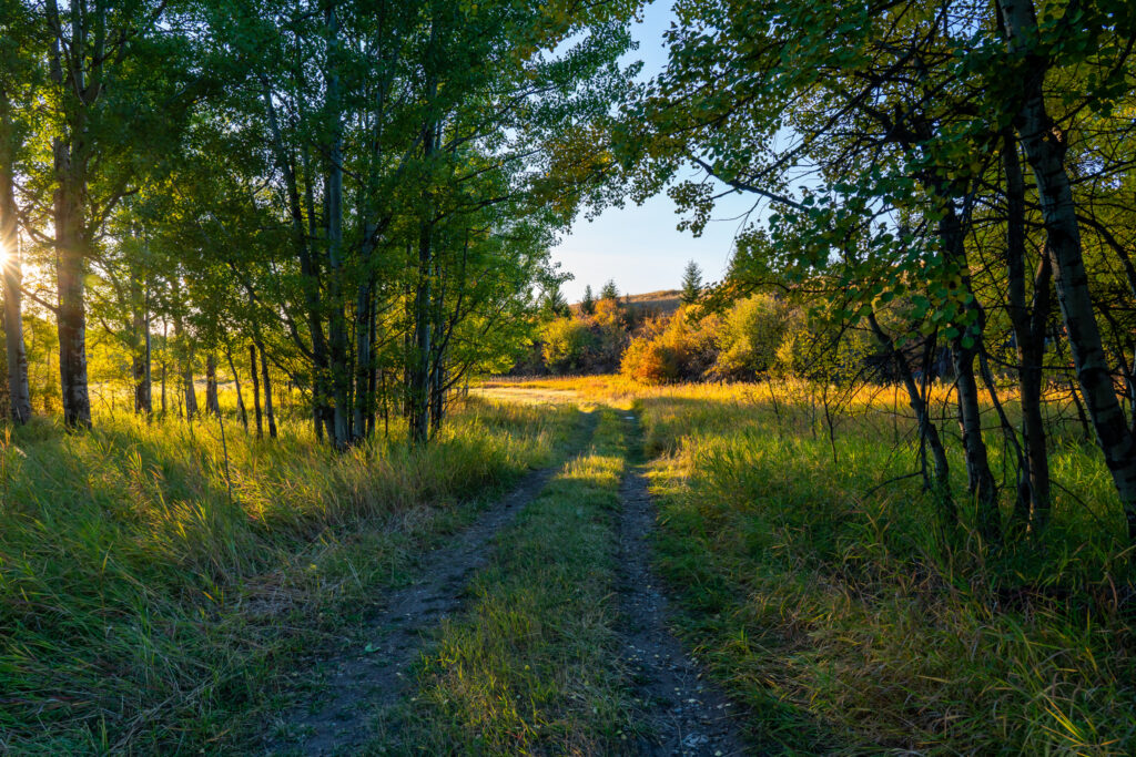 370 Star Ridge, grassy trail