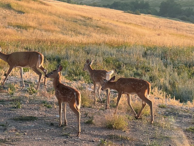 370 Star Ridge, deer on trail