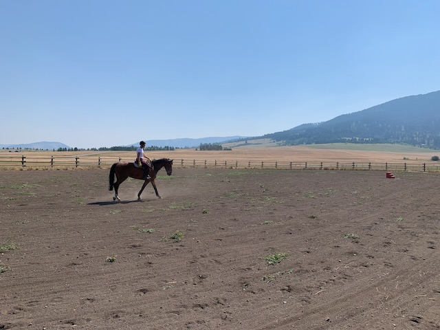 370 Star Ridge - horse