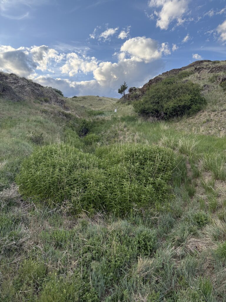 65 Arcturus, Above Bunker