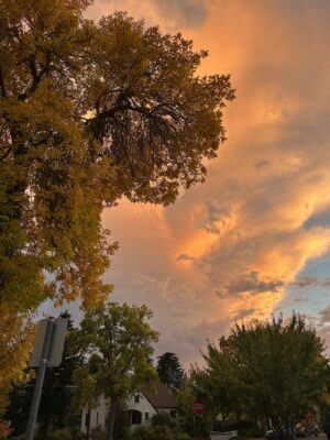 Orange sky and tree
