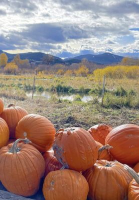 Rocky Creek pumpkins