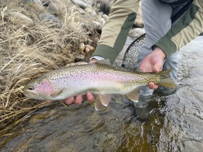 Lot 15 GRF, Belgrade, holding fish