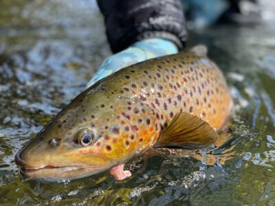 Lot 15 GRF, Belgrade, holding fish