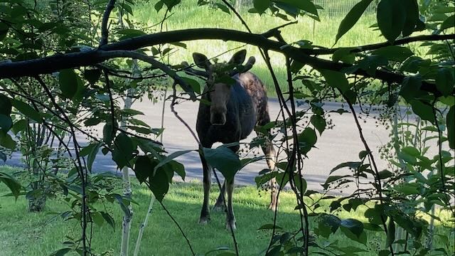 1055 Skywood Rd, moose calf