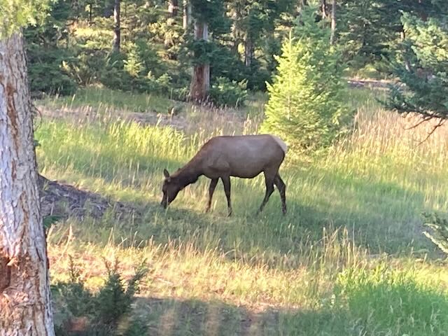 1055 Skywood Rd, elk