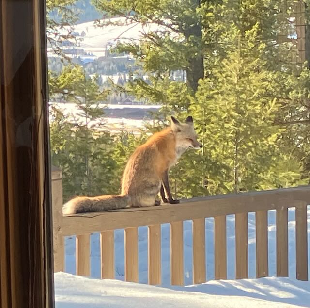 1055 Skywood Rd, fox