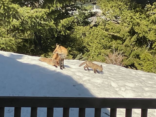 1055 Skywood Rd, fox family